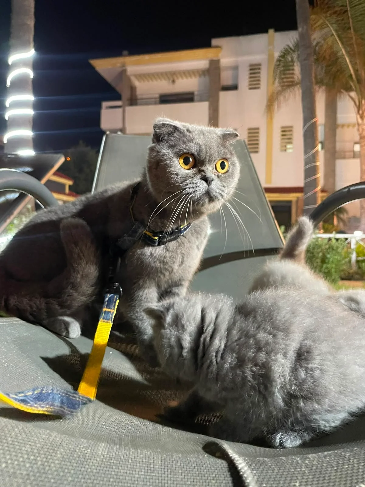 Scottish Fold — Blue